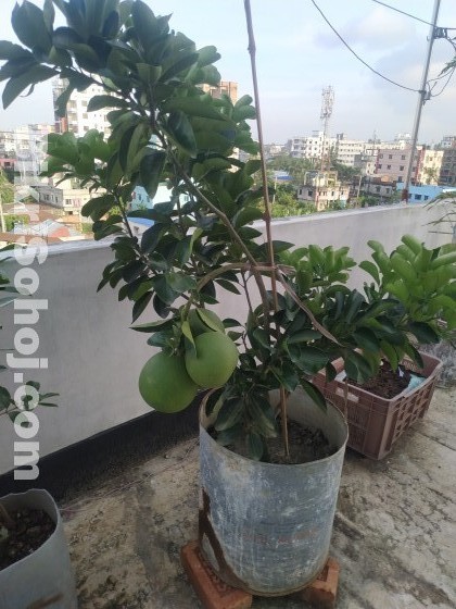 Roof top plants with gardening soil & appropriate drum